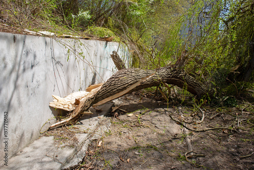 A tree broken during the hurricane blocked the passage.