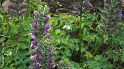 A detailed close-up of Bear's Breeches (Acanthus mollis) flower spikes growing in a botanical garden. The decorative plant displays bold forms and unique purple bracts in summer sun. 