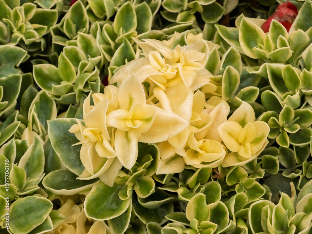 Fototapeta premium Variegated baby sunrose plant (Mesembryanthemum cordifolium 'Variegatum') featuring pale cream mutant leaf clusters surrounded by fleshy green leaves with cream borders in macro focus.