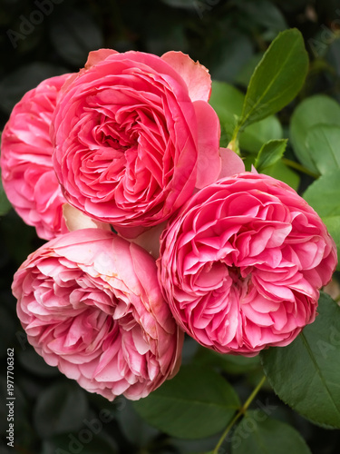 Obraz na płótnie Cluster of vibrant pink cupped English rose flowers (Rosa) blooming with dense layered petals against dark green foliage in macro focus