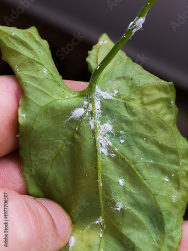 Foto Severe infestation of mealybugs (Pseudococcidae) on the underside of a green houseplant leaf (Syngonium podophyllum), showing white powdery wax secretion and cottony residue