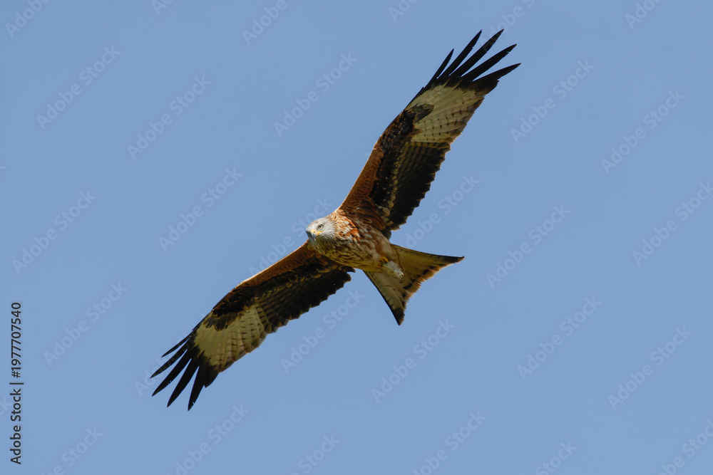 Obraz premium Red Kite Flying - _S5A0330