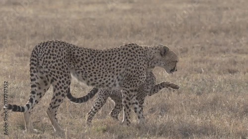A mother cheetah and her cub walking together in a savannah video