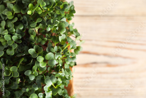 Fresh microgreens in container on wooden table, top view. Space for text