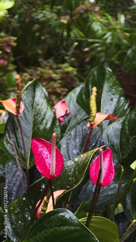 vibrant red anthurium flowers with glossy green leaves and water droplets in tropical garden setting