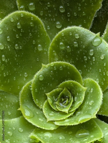 A close-up view of a green succulent plant with water droplets on its leaves