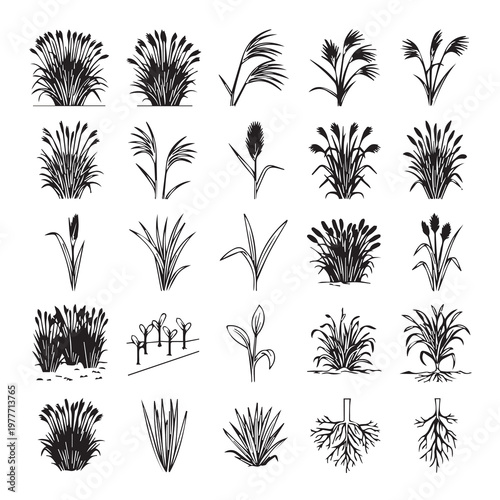 Collection of Reed Grass and Cattail Illustrations with Agricultural Field and Roots