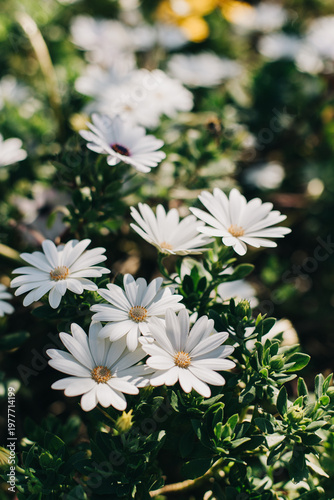 Beautiful white daisy flowers (Osteospermum) in a garden on a sunny day. Close up.