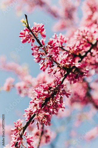 Beautiful pink flowers of Judas Tree (Cercis siliquastrum) in a spring garden.