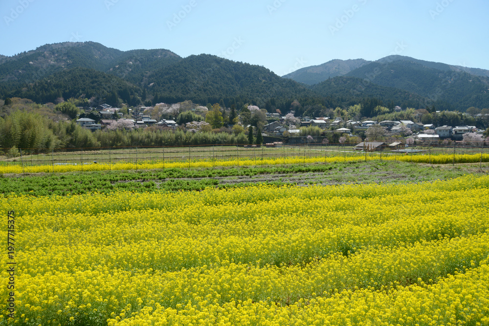 Obraz premium 春の京都大原 菜の花畑 京都市左京区