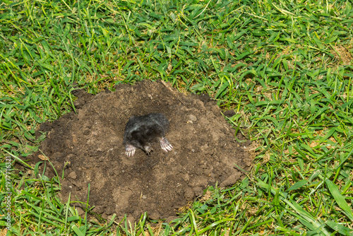 Star-nosed Mole - Condylura cristata