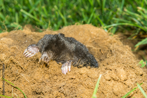 Star-nosed Mole - Condylura cristata