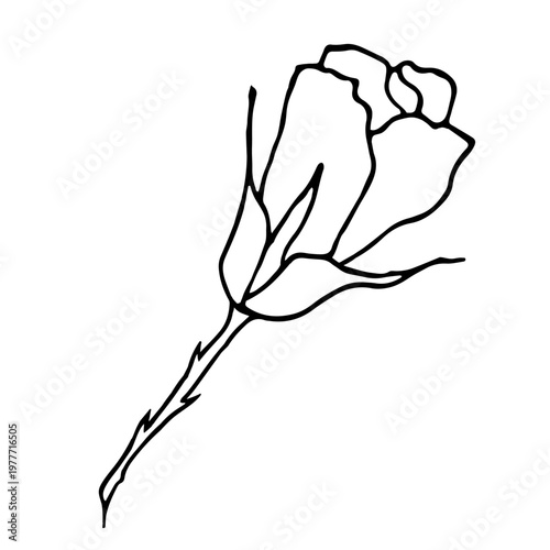 Beautiful rose sketch. Icon with unopened plant bud.