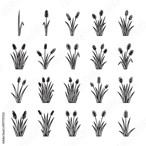 Grass plant growth stages depicted in a simple clean line art illustration for agricultural concepts
