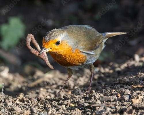 Canvas Print Robin redbreast tackling a large worm. British wild bird.