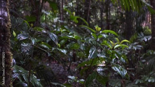 wet tropical rainforest foliage with glossy green leaves under steady rainfall in dense jungle environment