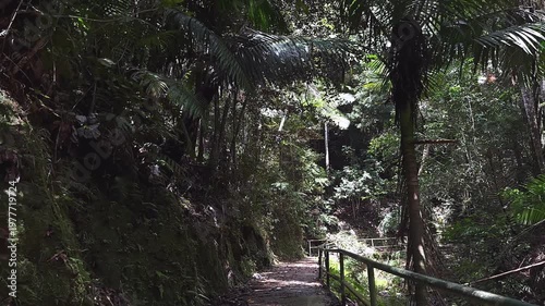 shaded tropical rainforest walkway with wooden railing surrounded by dense jungle vegetation and moss covered rock wall