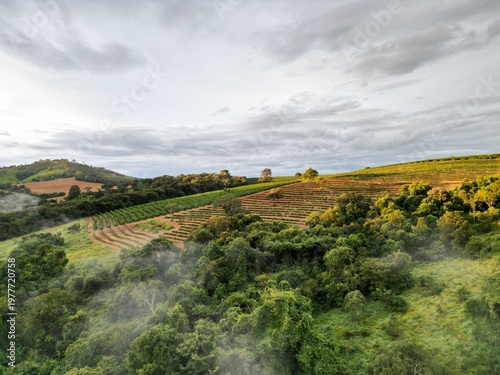 Cafezal em Minas Gerais Por do Sol Montanhas Cafes