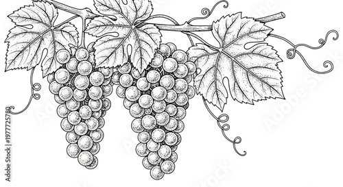 Grapes on Vine Sketch: Vintage Botanical Illustration of Ripe Fruit and Leaves