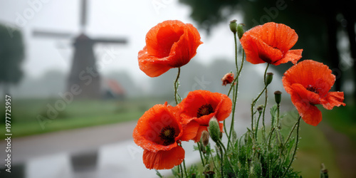 A dutch windmill with ground fog and red poppy flowers in the foreground