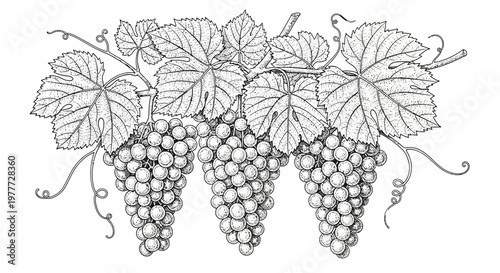 Vineyard Grapes Drawing: Three Bunches of White Grapes on a Vine with Leaves, Sketch Style