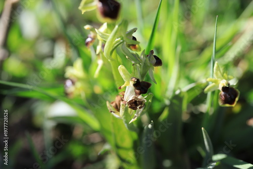 Konstfotografi Ophrys Araignée