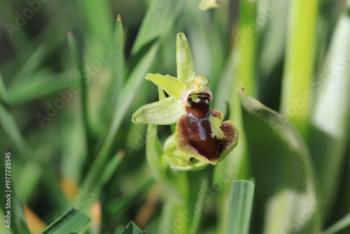 Photos Ophrys Araignée
