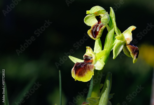Bild auf Leinwand Ophrys Araignée