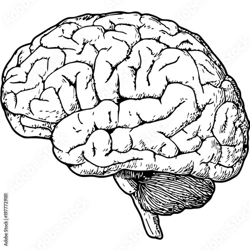 A drawing shows a human brain with clear details of its structure and features