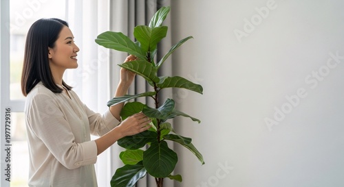 Young asian woman tending to her large green fiddle leaf fig plant indoors near window light and white wall.