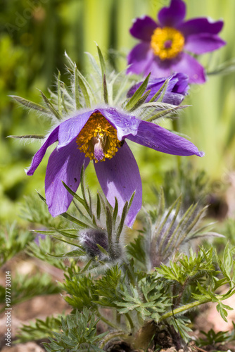 Küchenschelle (Pulsatilla vulgaris)