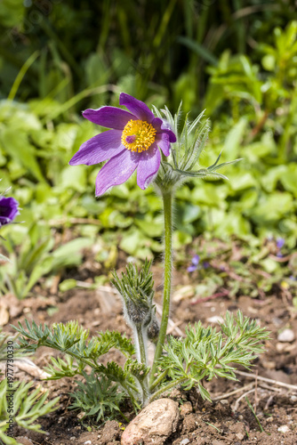 Küchenschelle (Pulsatilla vulgaris)