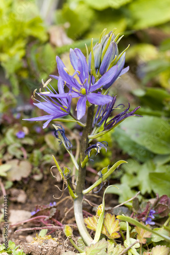 Prärielilie (Camassia spec.)