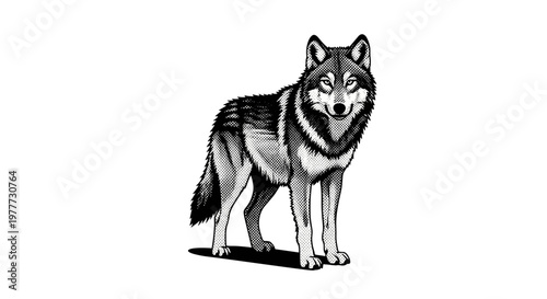 Realistic illustration of a wolf standing on a plain surface