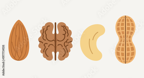 Set of different nuts including almond, walnut, cashew and peanut