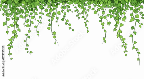 Green hanging ivy vines vector, lush climbing plant border on white background, decorative trailing foliage for garden and nature designs
