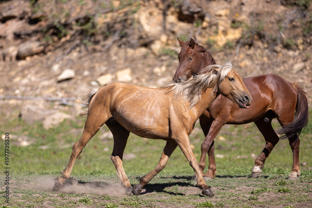 Obraz premium Wild horse palomino mare trotting away from chestnut stallion in Apache Sitgreaves National Forest near Heber Arizona United States