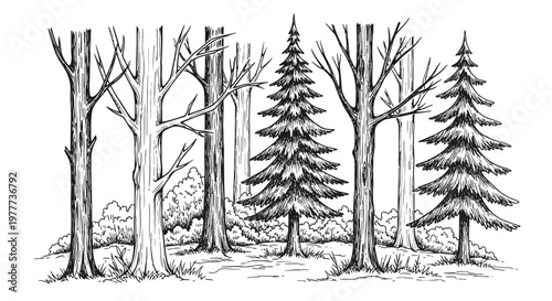 Hand Drawn Forest Scene with Pine and Bare Trees, Sketch Style