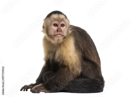 Fotografía Isolated capuchin monkey, a curious and intelligent primate sitting and looking