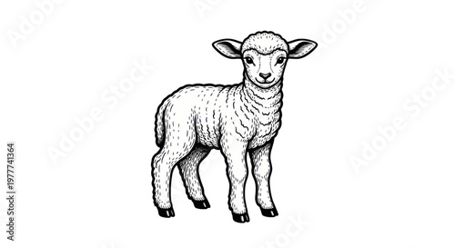Cute Lamb Drawing on White Background, Farm Animal Vector Illustration