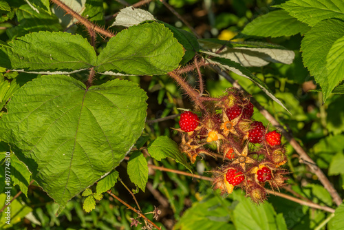 Invasive Japanese Wineberry - Rubus phoenicolasius