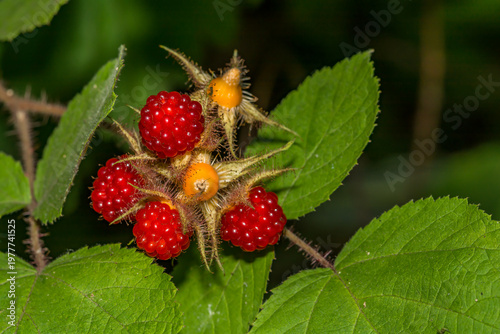 Invasive Japanese Wineberry - Rubus phoenicolasius