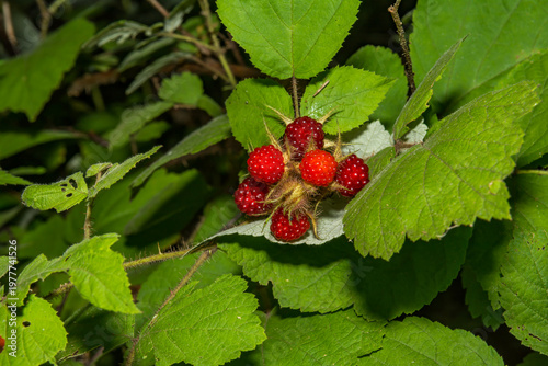 Invasive Japanese Wineberry - Rubus phoenicolasius