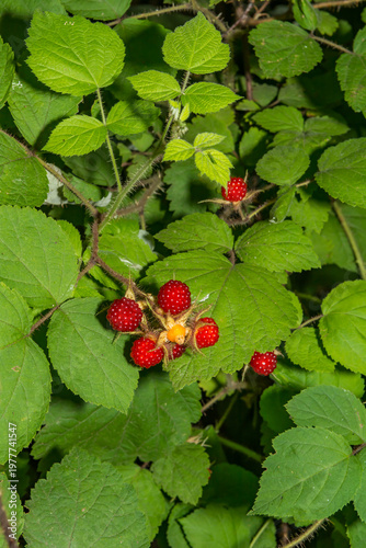 Invasive Japanese Wineberry - Rubus phoenicolasius