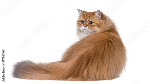 Isolated charming ginger long-haired cat looking over shoulder with big eyes
