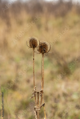 Dry thistle heads