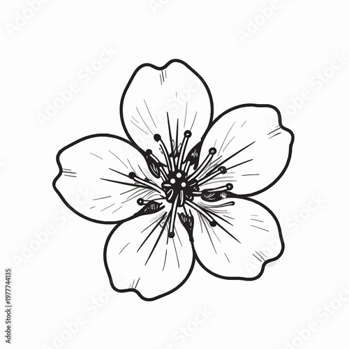 Elegant single dogwood flower botanical line art illustration, minimalist black and white floral vector graphic for spring wedding stationery and nature-themed design projects.