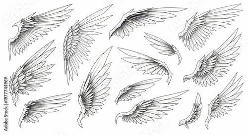 Collection of Detailed Angel Wings Illustrations, Fantasy and Mythological Elements