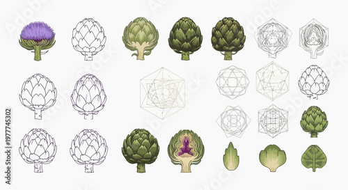 Artichoke Variety: Whole, Cut, Sketch, and Geometric Studies
