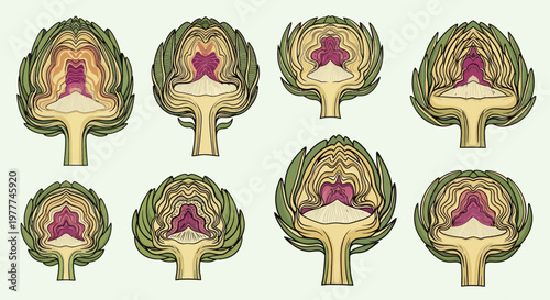 Artichoke Halves: Cross-section View of Eight Different Stages of Maturity